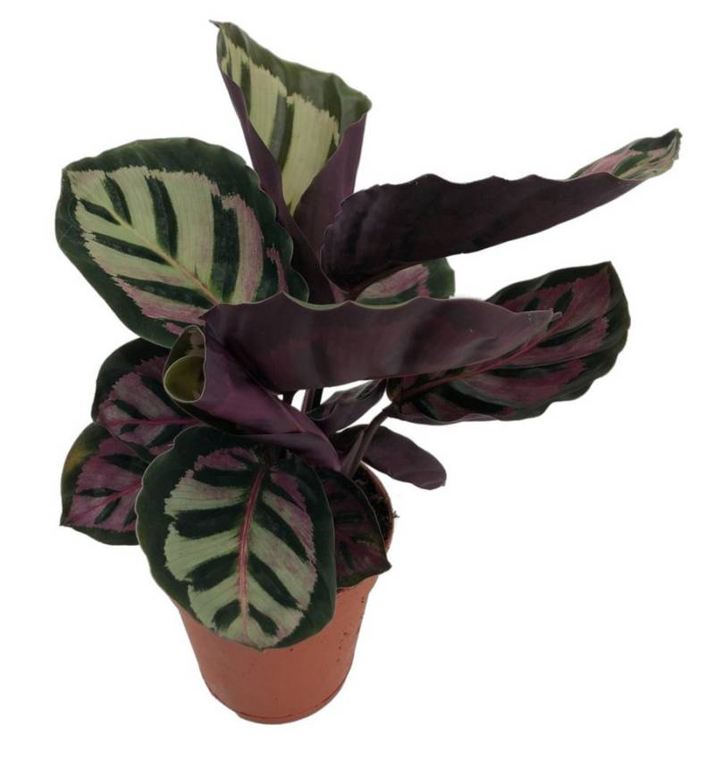 meinvipshop Zimmerpflanze Calathea Cora Zimmerpflanze 35cm meinvipshop Zimmerpflanze Calathea Cora Zimmerpflanze 35cm von meinvipshop