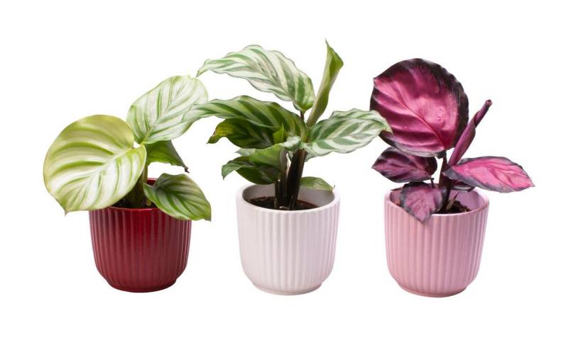 meinvipshop Zimmerpflanze Calathea Mix 3er Set mit Übertöpfen meinvipshop Zimmerpflanze Calathea Mix 3er Set mit Übertöpfen von meinvipshop