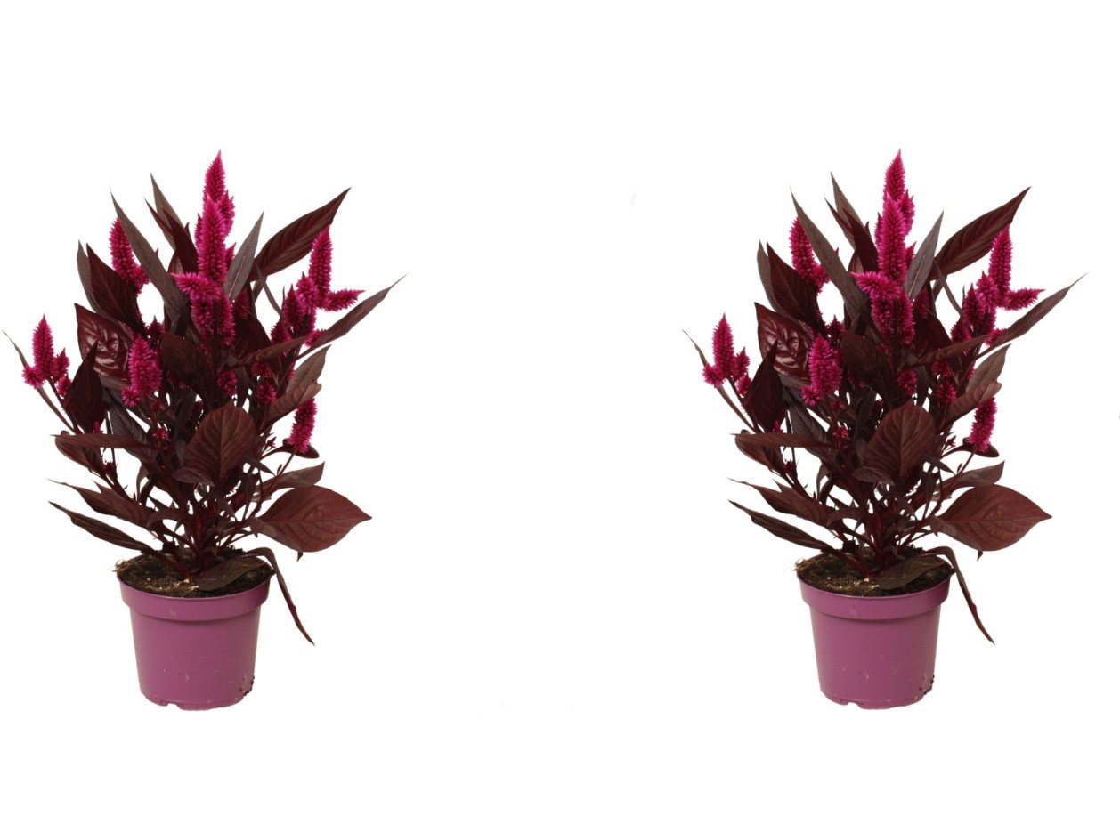 meinvipshop Zimmerpflanze Celosia Mystic Shades 2er Set Zimmerpflanze meinvipshop Zimmerpflanze Celosia Mystic Shades 2er Set Zimmerpflanze von meinvipshop