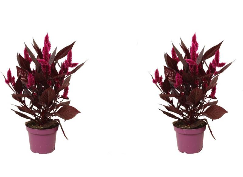 meinvipshop Zimmerpflanze Celosia Mystic Shades 2er Set Zimmerpflanze meinvipshop Zimmerpflanze Celosia Mystic Shades 2er Set Zimmerpflanze von meinvipshop