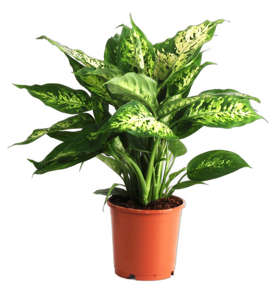 meinvipshop Zimmerpflanze Dieffenbachia Compacta Zimmerpflanze 40cm meinvipshop Zimmerpflanze Dieffenbachia Compacta Zimmerpflanze 40cm von meinvipshop