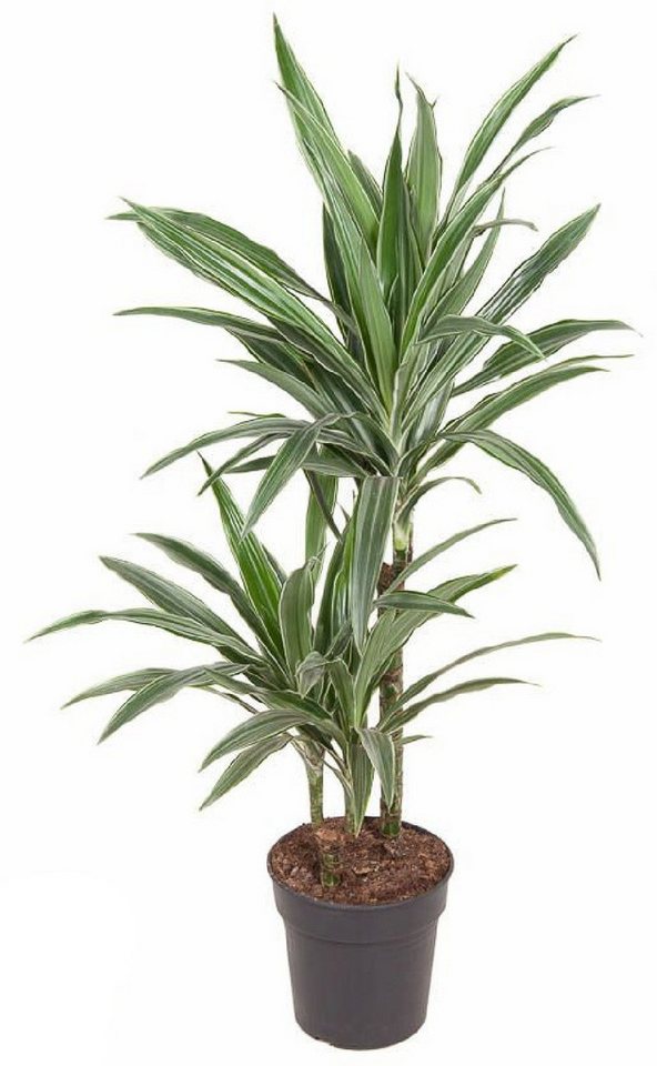 meinvipshop Zimmerpflanze Drachenbaum XXL 100cm Zimmerpflanze meinvipshop Zimmerpflanze Drachenbaum XXL 100cm Zimmerpflanze von meinvipshop