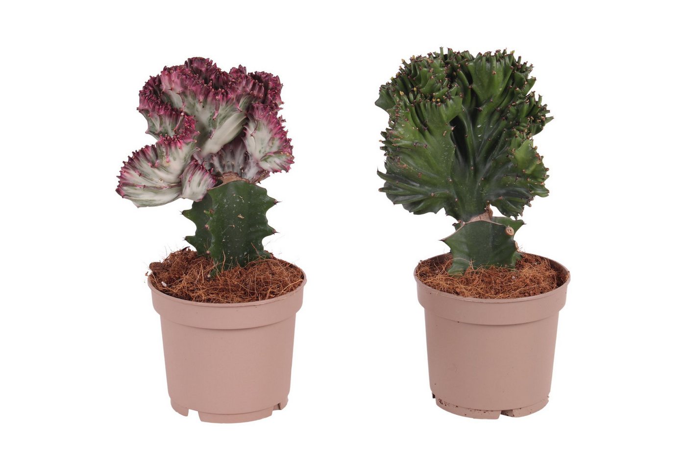 meinvipshop Zimmerpflanze Euphorbia 2er Set Zimmerpflanze meinvipshop Zimmerpflanze Euphorbia 2er Set Zimmerpflanze von meinvipshop