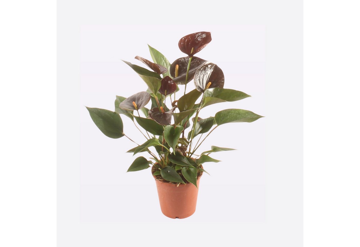 meinvipshop Zimmerpflanze Flamingoblume Chocolate 40cm Zimmerpflanze meinvipshop Zimmerpflanze Flamingoblume Chocolate 40cm Zimmerpflanze von meinvipshop
