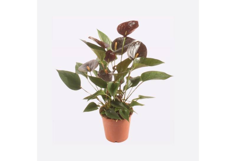 meinvipshop Zimmerpflanze Flamingoblume Chocolate 40cm Zimmerpflanze meinvipshop Zimmerpflanze Flamingoblume Chocolate 40cm Zimmerpflanze von meinvipshop