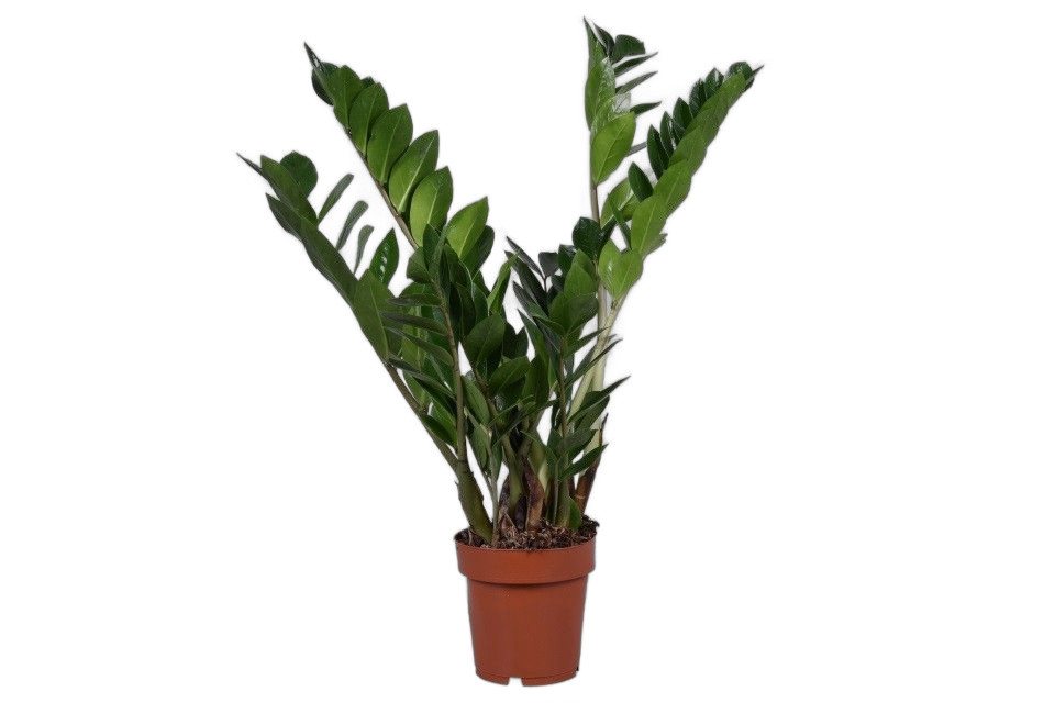 meinvipshop Zimmerpflanze Glücksfeder Zamioculcas zamiifolia Zimmerpflanze 50cm meinvipshop Zimmerpflanze Glücksfeder Zamioculcas zamiifolia Zimmerpflanze 50cm von meinvipshop