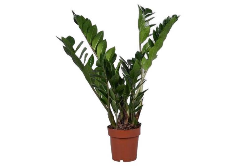 meinvipshop Zimmerpflanze Glücksfeder Zamioculcas zamiifolia Zimmerpflanze 50cm meinvipshop Zimmerpflanze Glücksfeder Zamioculcas zamiifolia Zimmerpflanze 50cm von meinvipshop