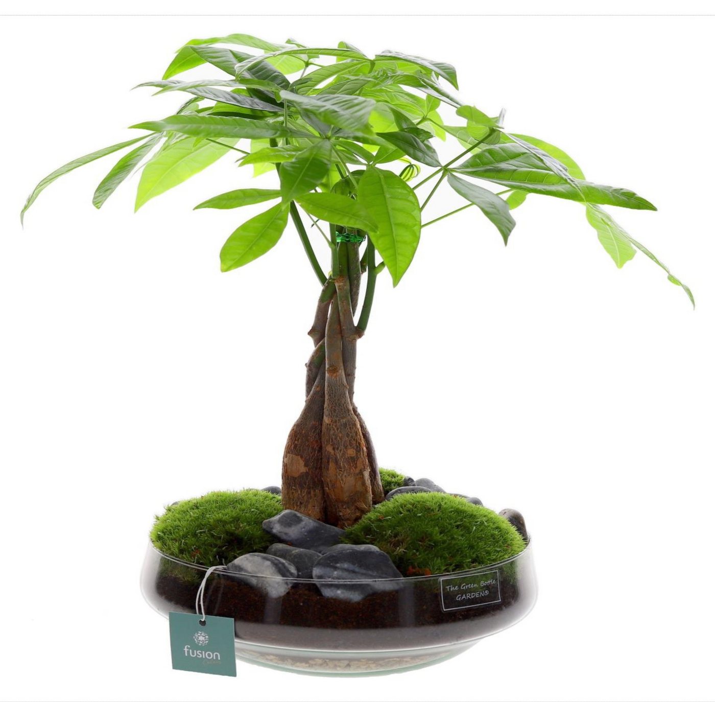 meinvipshop Zimmerpflanze Glückskastanie 55cm im Glas meinvipshop Zimmerpflanze Glückskastanie 55cm im Glas von meinvipshop