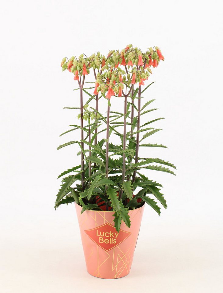 meinvipshop Zimmerpflanze Kalanchoe Lucky Bells 40cm Rarität von meinvipshop