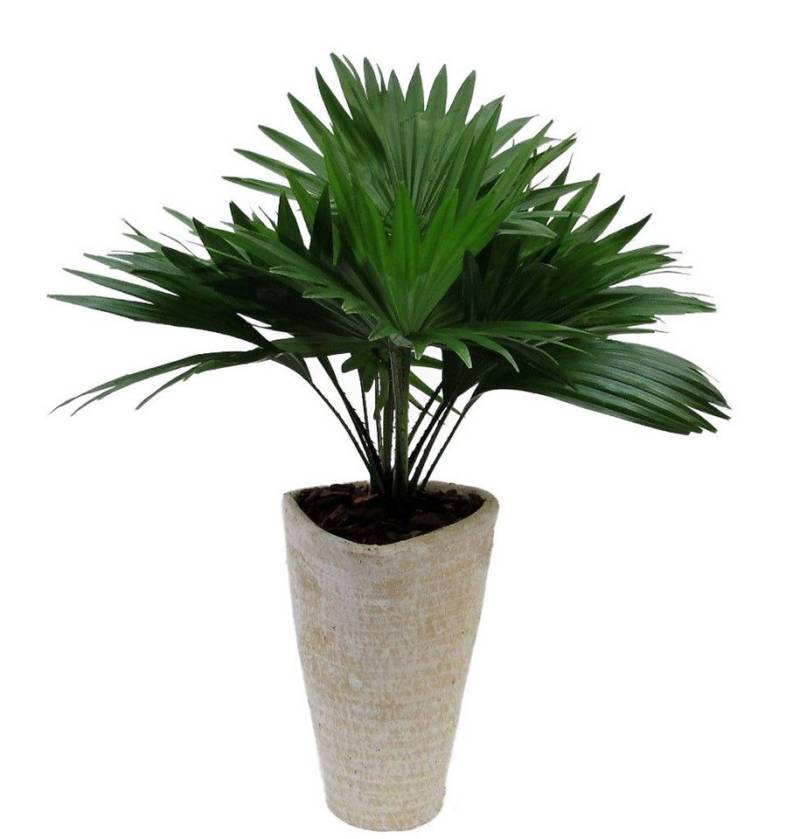 meinvipshop Zimmerpflanze Livistona Palme mit Übertopf 45cm meinvipshop Zimmerpflanze Livistona Palme mit Übertopf 45cm von meinvipshop