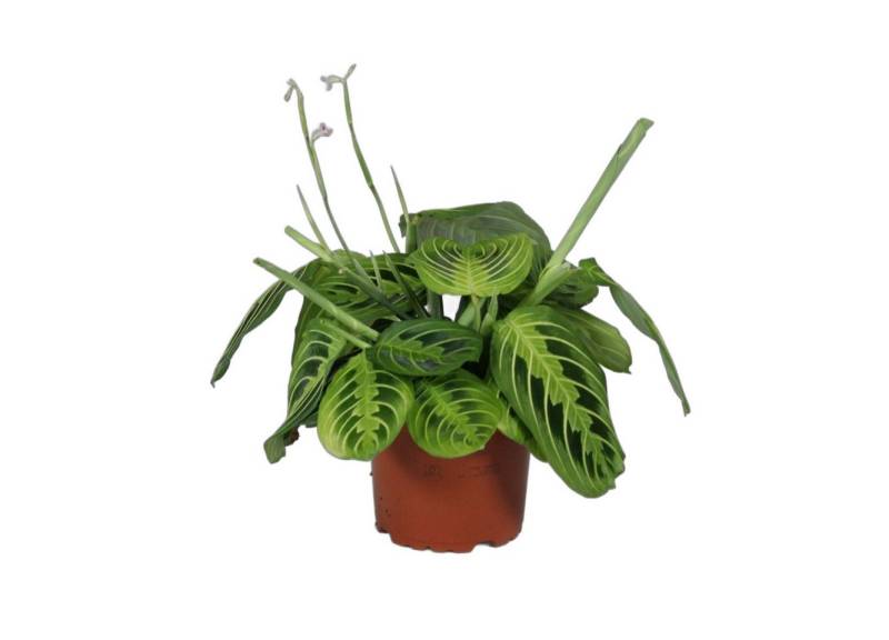 meinvipshop Zimmerpflanze Maranta leuconeura Lemon Lime 1er 30cm meinvipshop Zimmerpflanze Maranta leuconeura Lemon Lime 1er 30cm von meinvipshop