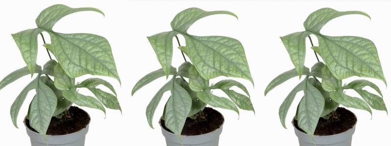 meinvipshop Zimmerpflanze Monstera Amydrium Medium 3er Zimmerpflanze meinvipshop Zimmerpflanze Monstera Amydrium Medium 3er Zimmerpflanze von meinvipshop