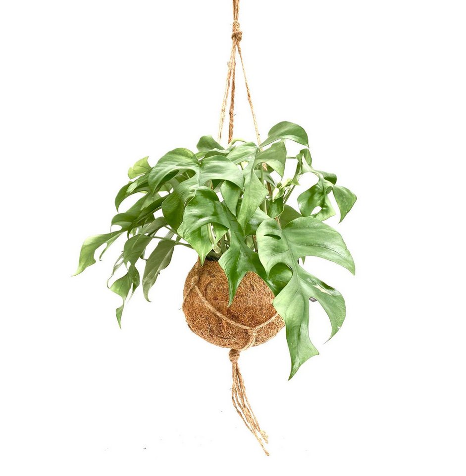 meinvipshop Zimmerpflanze Monstera Minima Kokodama 30cm Zimmerpflanze Hängepflanze meinvipshop Zimmerpflanze Monstera Minima Kokodama 30cm Zimmerpflanze Hängepflanze von meinvipshop