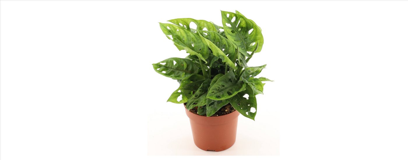 meinvipshop Zimmerpflanze Monstera adansonii 25cm 1er Zimmerpflanze meinvipshop Zimmerpflanze Monstera adansonii 25cm 1er Zimmerpflanze von meinvipshop