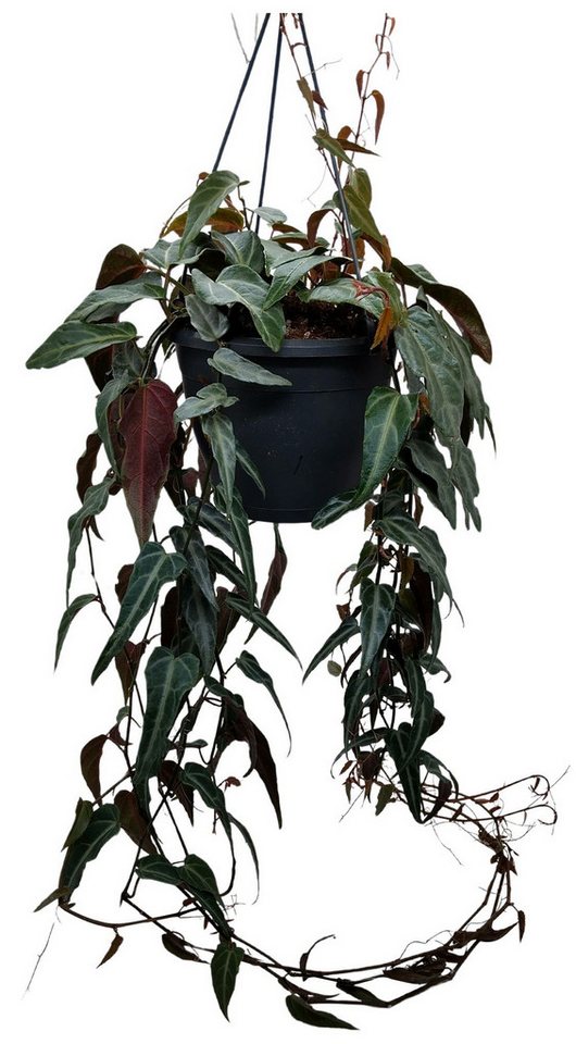 meinvipshop Zimmerpflanze Parthenocissus Amazonica Hängepflanze 80cm meinvipshop Zimmerpflanze Parthenocissus Amazonica Hängepflanze 80cm von meinvipshop