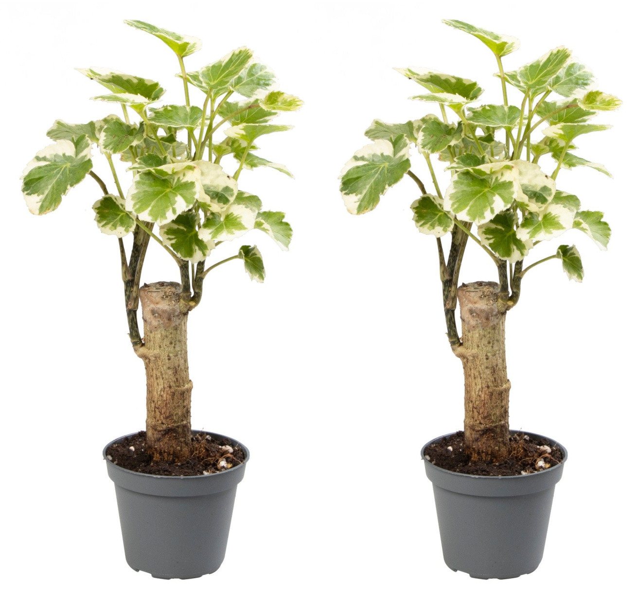 meinvipshop Zimmerpflanze Polyscias Balfouriana 2er Set Zimmerpflanze, 2 St. meinvipshop Zimmerpflanze Polyscias Balfouriana 2er Set Zimmerpflanze, 2 St. von meinvipshop