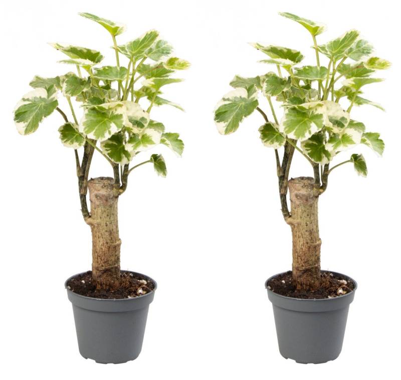 meinvipshop Zimmerpflanze Polyscias Balfouriana 2er Set Zimmerpflanze, 2 St. meinvipshop Zimmerpflanze Polyscias Balfouriana 2er Set Zimmerpflanze, 2 St. von meinvipshop
