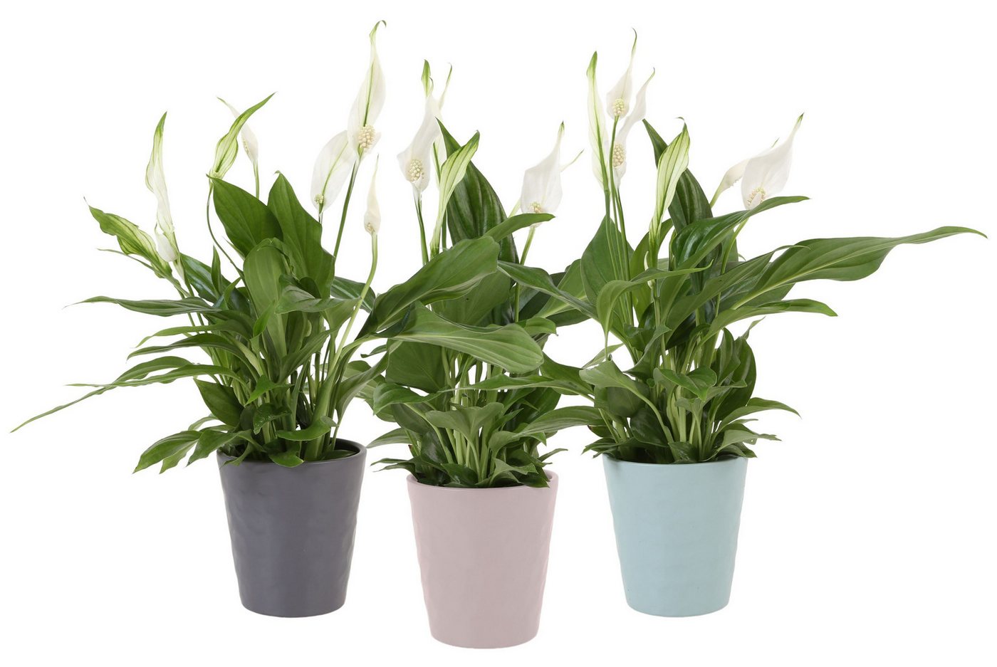 meinvipshop Zimmerpflanze Spathiphyllum Pearl Cupido 35cm in pastellfarbenen Übertopf 3er Set meinvipshop Zimmerpflanze Spathiphyllum Pearl Cupido 35cm in pastellfarbenen Übertopf 3er Set von meinvipshop
