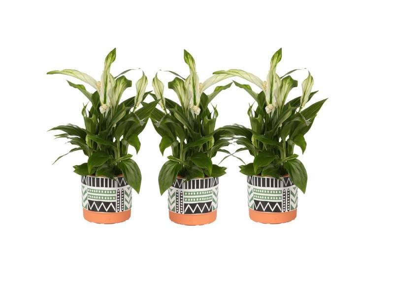 meinvipshop Zimmerpflanze Spathiphyllum Pearl Cupido in Übertopf 3er Set Zimmerpflanze, 3 St., 3er Set meinvipshop Zimmerpflanze Spathiphyllum Pearl Cupido in Übertopf 3er Set Zimmerpflanze, 3 St., 3er Set von meinvipshop
