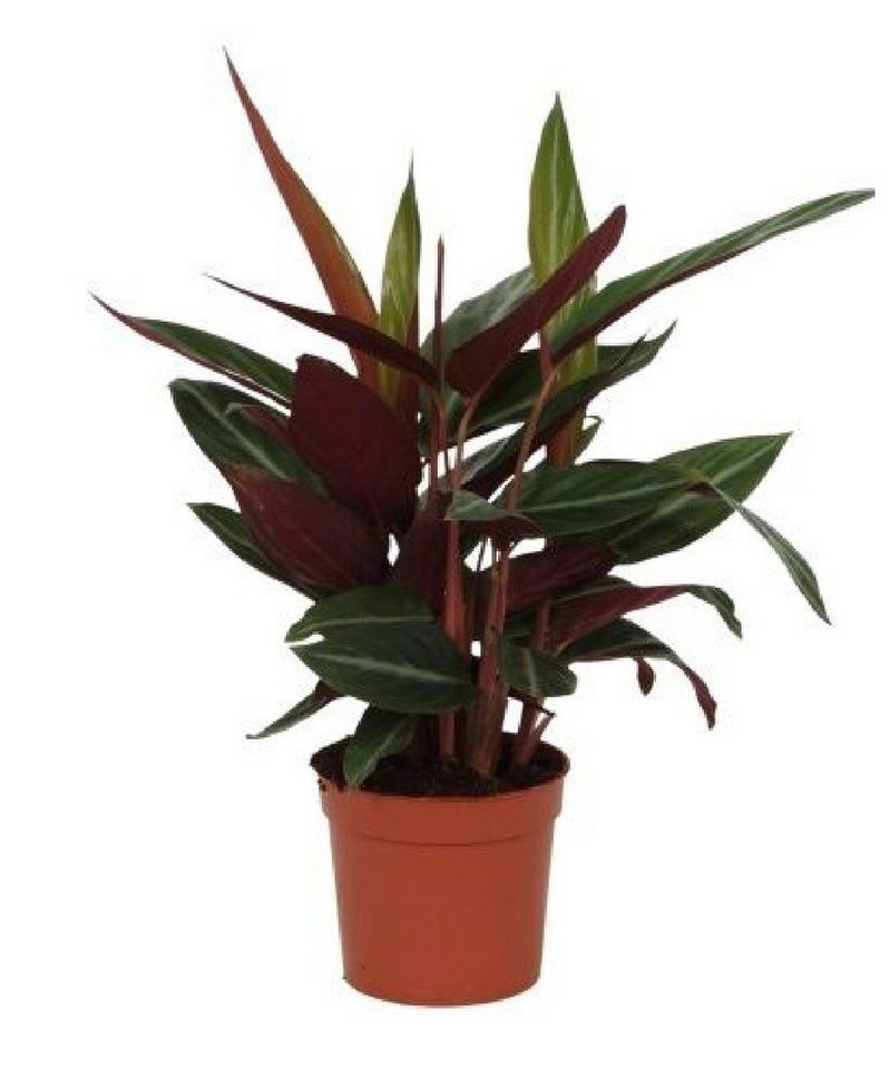 meinvipshop Zimmerpflanze Stromanthe sanguinea Stripestar 40cm Zimmerpflanze meinvipshop Zimmerpflanze Stromanthe sanguinea Stripestar 40cm Zimmerpflanze von meinvipshop