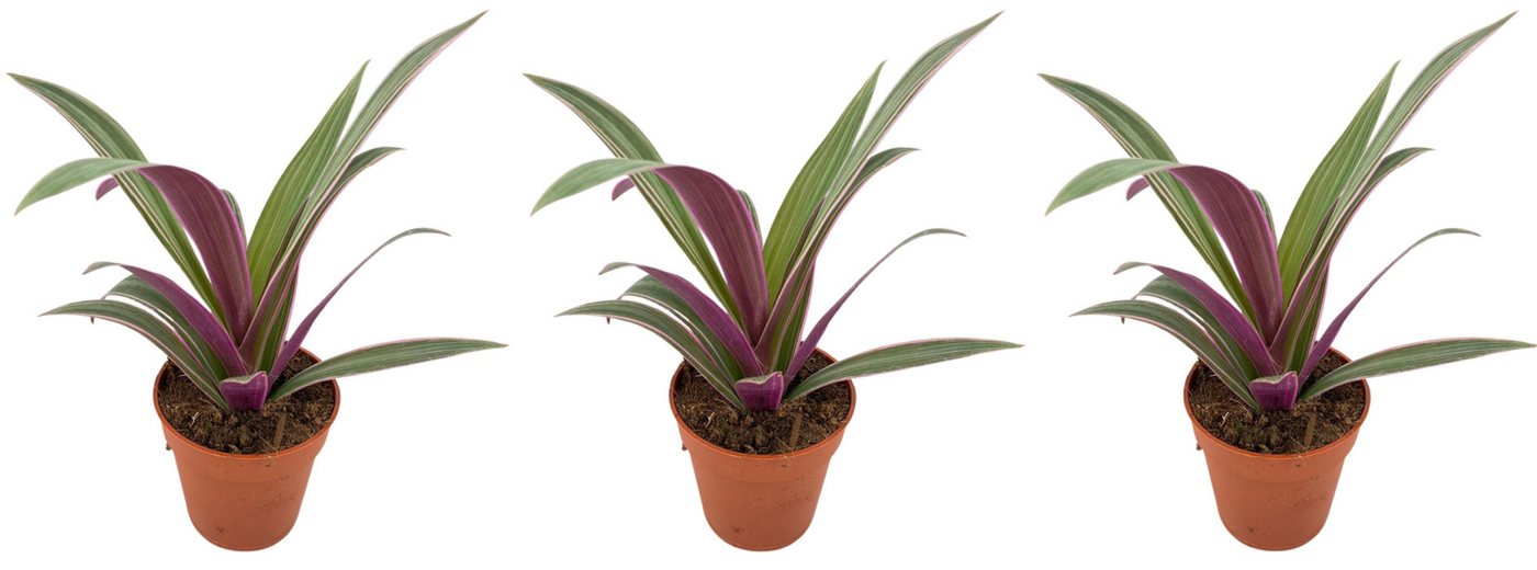 meinvipshop Zimmerpflanze Tradescantia spathacea Sitara 3er Set Zimmerpflanze meinvipshop Zimmerpflanze Tradescantia spathacea Sitara 3er Set Zimmerpflanze von meinvipshop