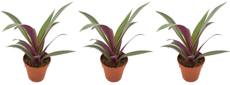 meinvipshop Zimmerpflanze Tradescantia spathacea Sitara 3er Set Zimmerpflanze meinvipshop Zimmerpflanze Tradescantia spathacea Sitara 3er Set Zimmerpflanze von meinvipshop