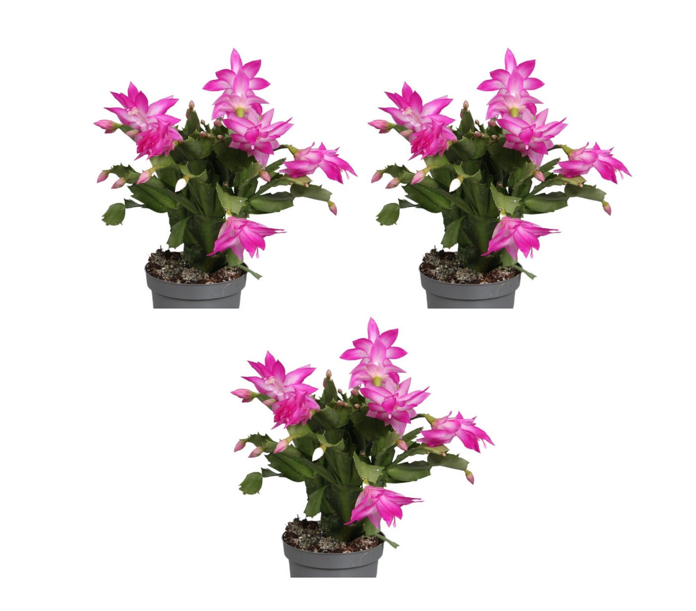 meinvipshop Zimmerpflanze Weihnachtskaktus 3er Set Zimmerpflanze meinvipshop Zimmerpflanze Weihnachtskaktus 3er Set Zimmerpflanze von meinvipshop