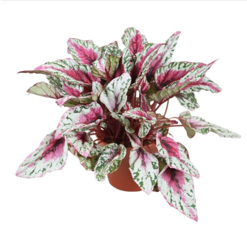 meinvipshop Zimmerpflanze Wunderschöne Blattbegonie Sunset Zimmerpflanze meinvipshop Zimmerpflanze Wunderschöne Blattbegonie Sunset Zimmerpflanze von meinvipshop