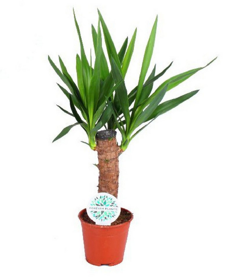 meinvipshop Zimmerpflanze Yucca Palme 60cm XXL Zimmerpfanze meinvipshop Zimmerpflanze Yucca Palme 60cm XXL Zimmerpfanze von meinvipshop