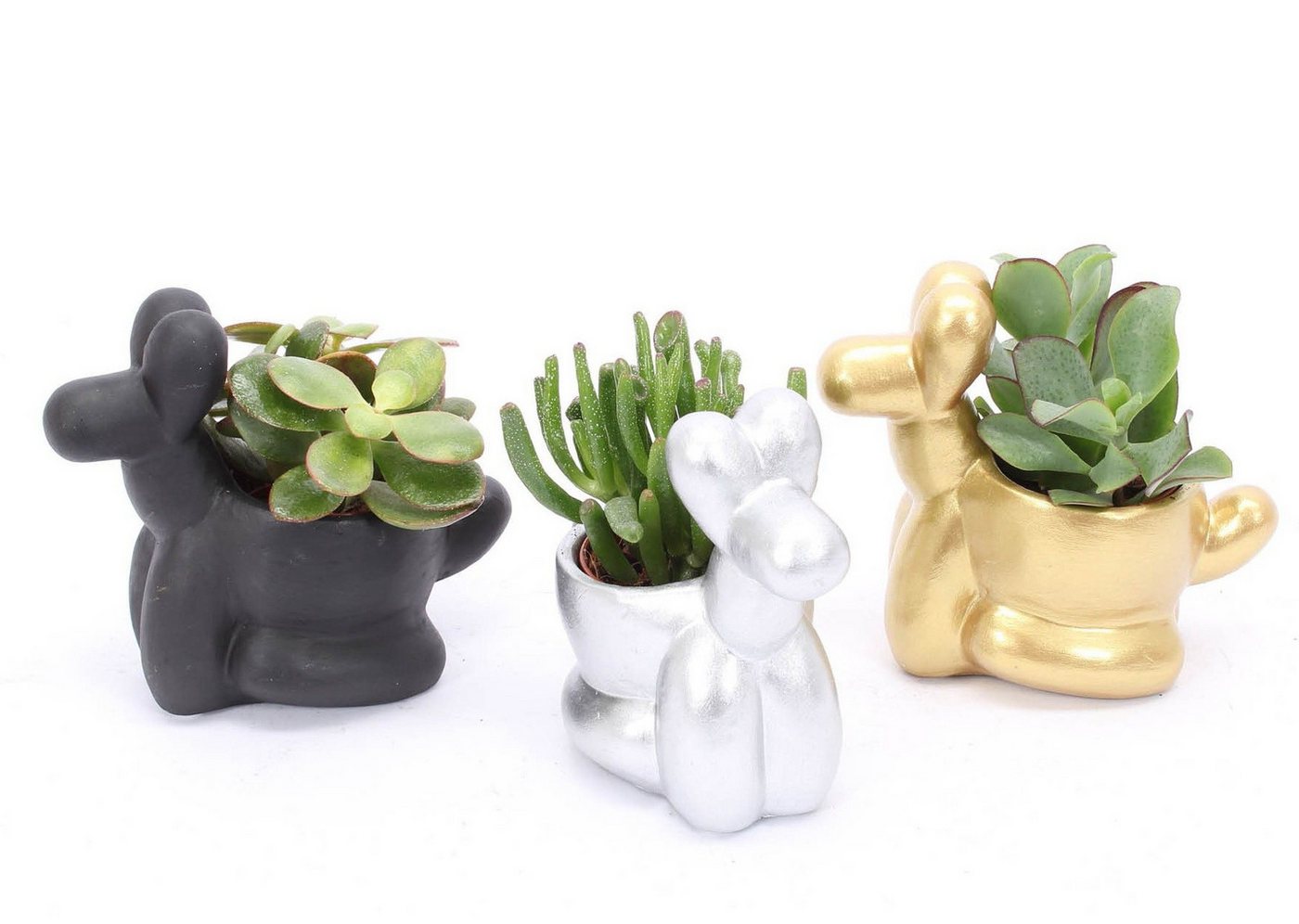 meinvipshop Zimmerpflanze dekoratives Dreierset aus Sukkulenten mit Übertopf meinvipshop Zimmerpflanze dekoratives Dreierset aus Sukkulenten mit Übertopf von meinvipshop