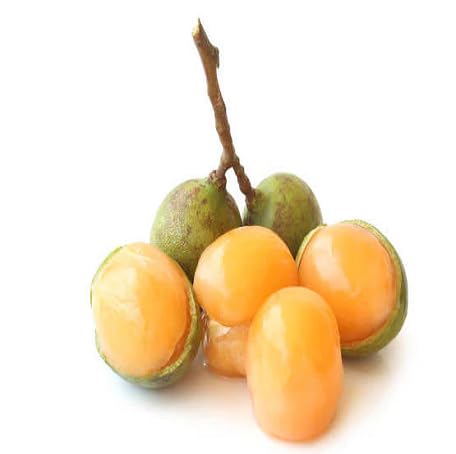 10 Stück Orange Mamoncillo Fruchtsamen von metechondra