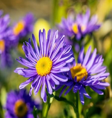 100 Aster-Blumensamen von metechondra