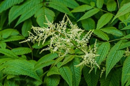 100 Stück Aruncus-Pflanzensamen 100 Stück Aruncus-Pflanzensamen von metechondra