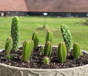 100 Stück Kaktus – frische Pflanzensamen von metechondra