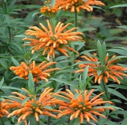 100 Stück Leonotis Blumensamen Orange 100 Stück Leonotis Blumensamen Orange von metechondra