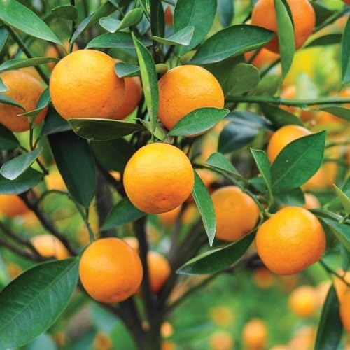 100 Stück Orange Calamondin Fruchtsamen von metechondra