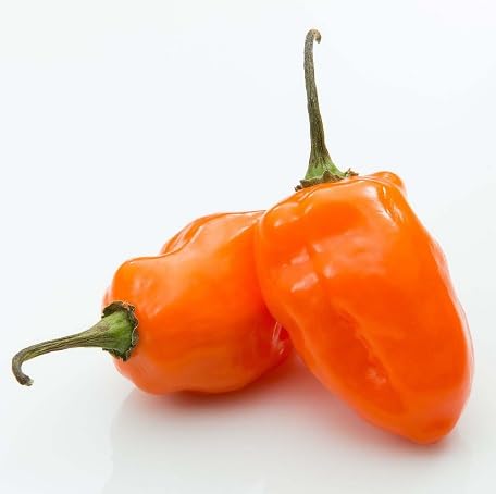 100 Stück Orange Habanero-Pfeffer-Gemüsesamen von metechondra