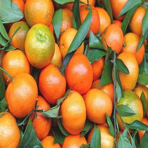 100 Stück Orange Mandarin Fruchtsamen von metechondra