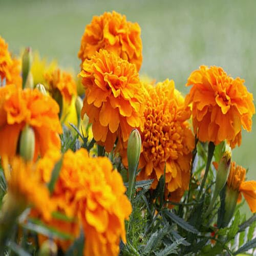 100 Stück Orange Ringelblume Tagetes Blumensamen von metechondra