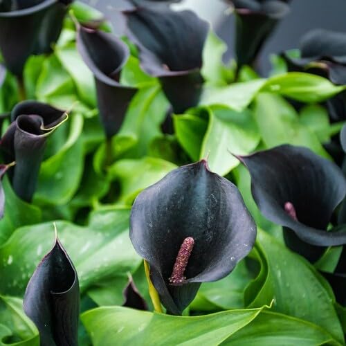 100 Stück Schwarze Callalilie Blumensamen von metechondra