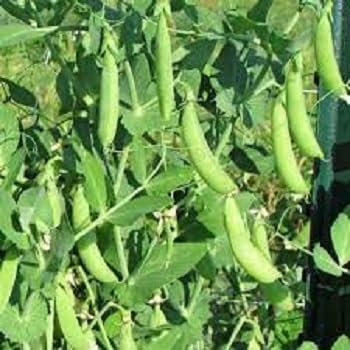 100 Stück Sugar Ann Snap Peas Gemüsesamen von metechondra