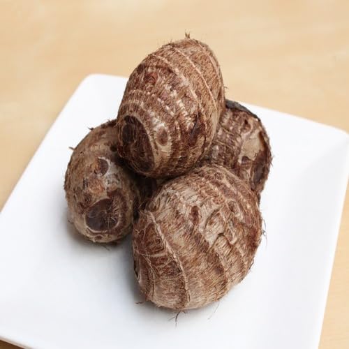 100 Stück braune Taro-Gemüsesamen von metechondra