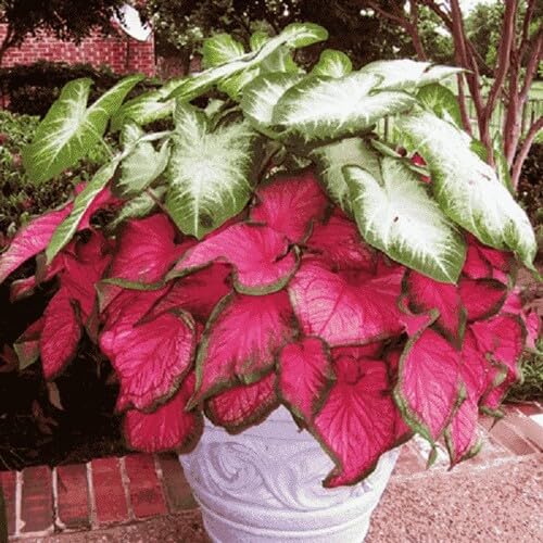 100 Stück gemischte Caladium-Pflanzensamen 100 Stück gemischte Caladium-Pflanzensamen von metechondra