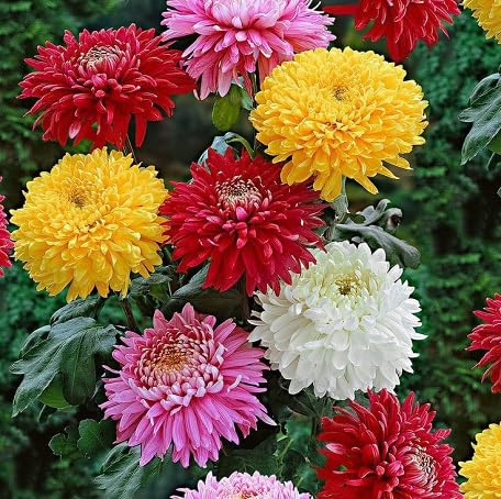 100 Stück gemischte Chrysanthemen-Blumensamen 100 Stück gemischte Chrysanthemen-Blumensamen von metechondra