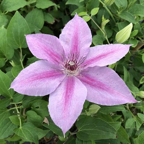 100 Stück gemischte Clematis-Blumensamen 100 Stück gemischte Clematis-Blumensamen von metechondra
