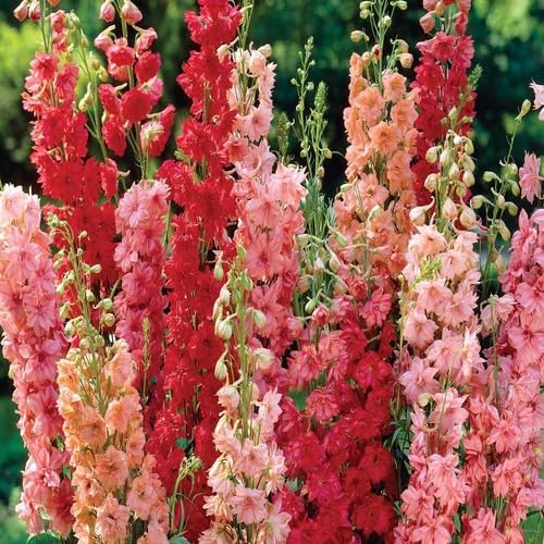 100 Stück gemischte Delphinium-Blumensamen 100 Stück gemischte Delphinium-Blumensamen von metechondra