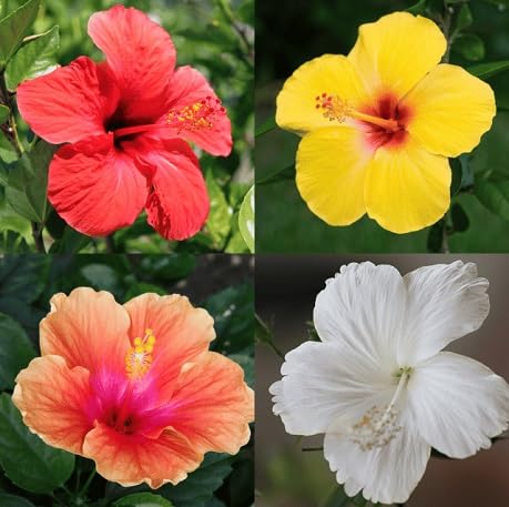 100 Stück gemischte Hibiskusblütensamen von metechondra