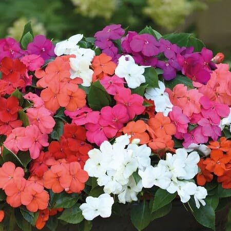 100 Stück gemischte Impatiens-Blumensamen 100 Stück gemischte Impatiens-Blumensamen von metechondra