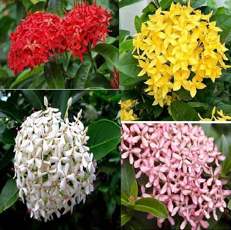 100 Stück gemischte Ixora-Blumensamen 100 Stück gemischte Ixora-Blumensamen von metechondra