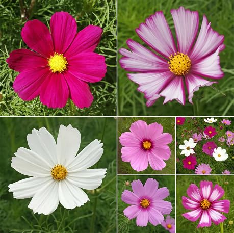 100 Stück gemischte Kosmos-Blumensamen von metechondra